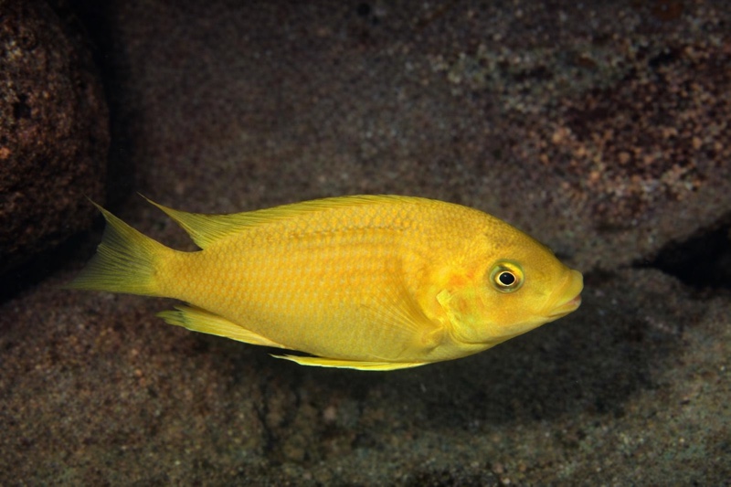 Petrochromis sp. 'gold' Moliro